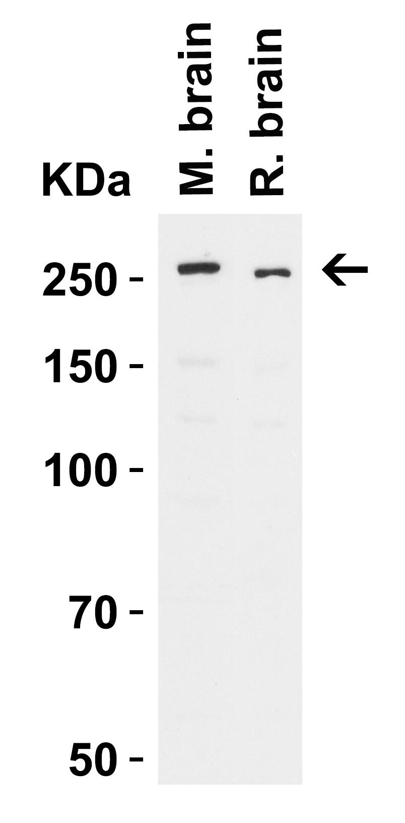 ODZ3 Antibody - BSA Free