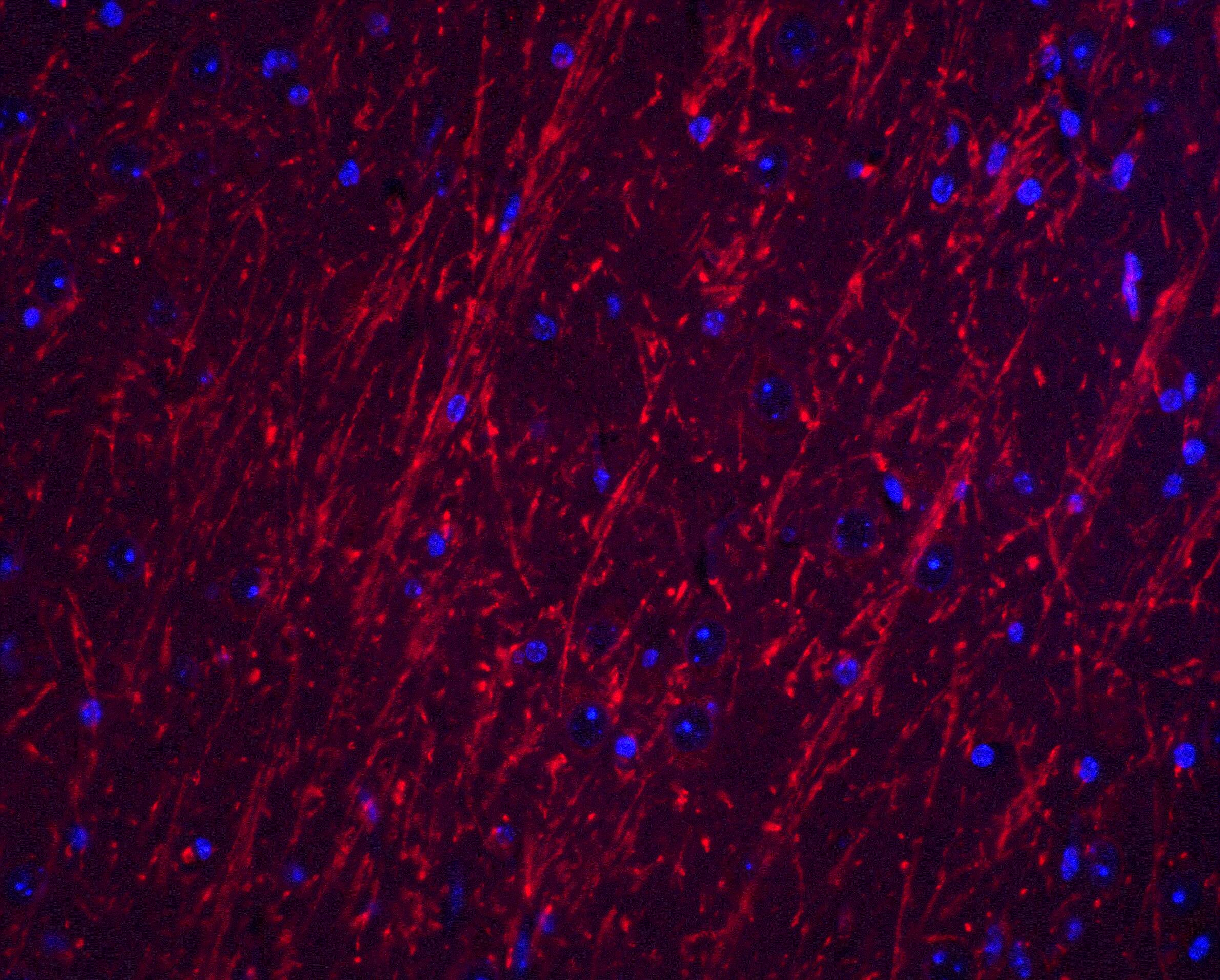 PACS2 Antibody - BSA Free