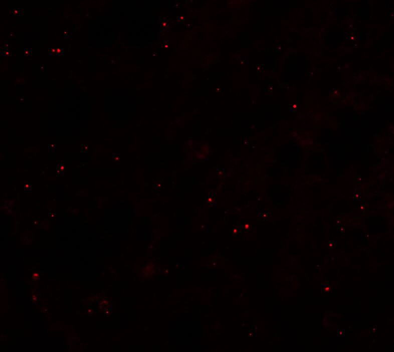 CCP110 Antibody - BSA Free