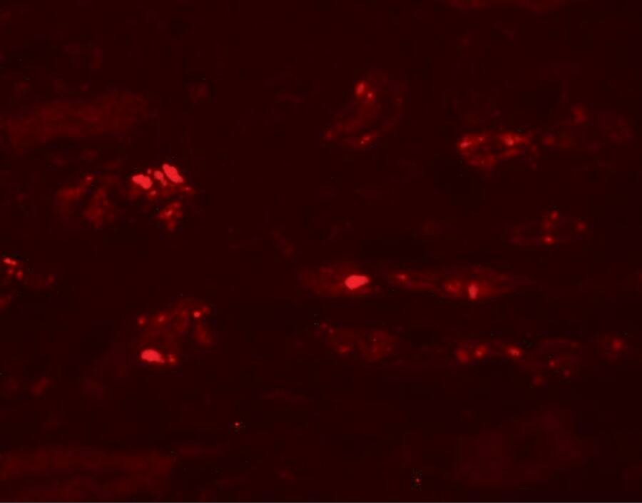 Storkhead Box 2 Antibody - BSA Free