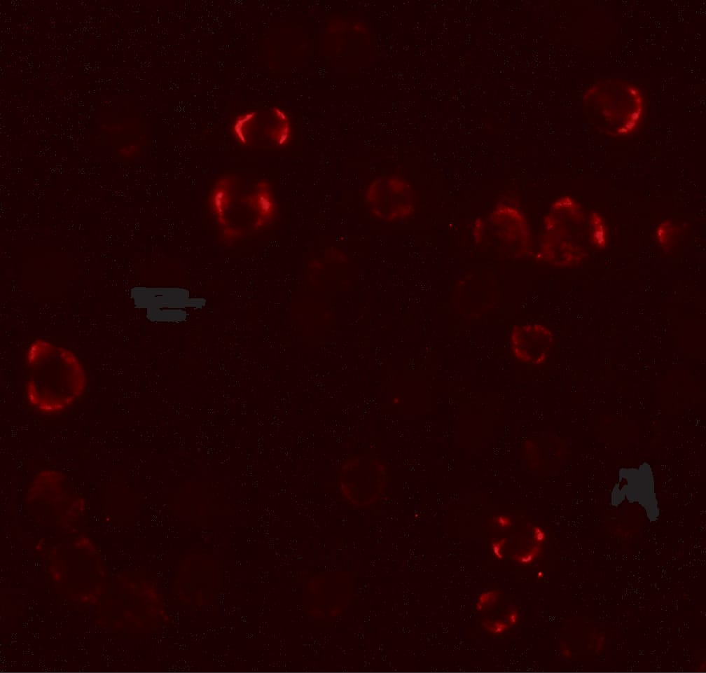 Paralemmin 3 Antibody - BSA Free