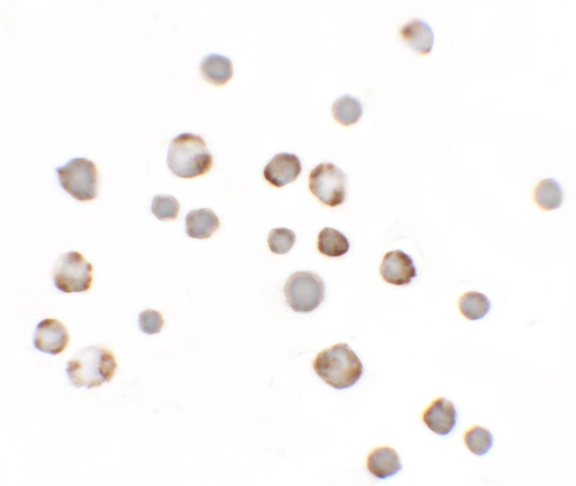Paralemmin 3 Antibody - BSA Free