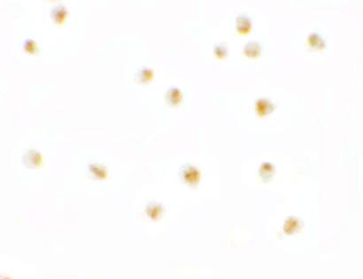 Pierce-1 Antibody - BSA Free