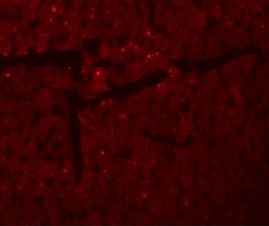 DDA1 Antibody - BSA Free