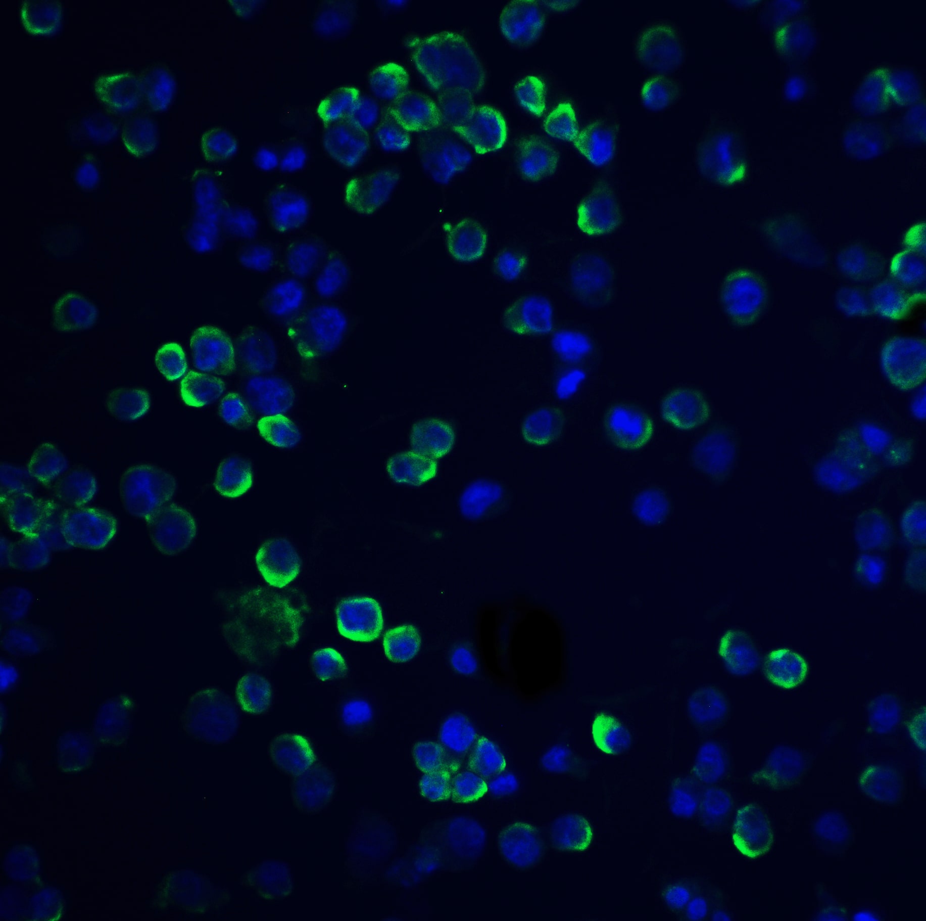 RGS21 Antibody - BSA Free