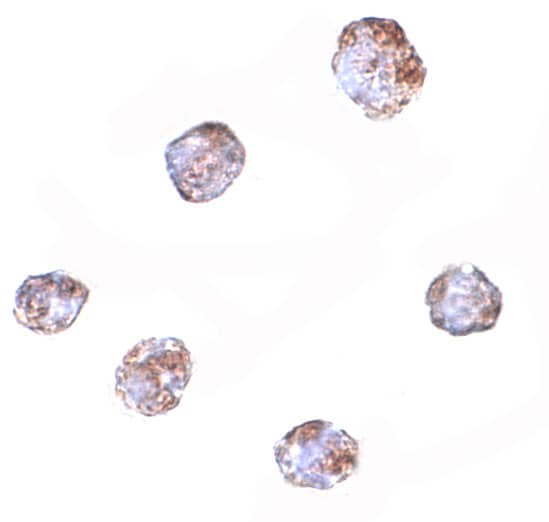 RGS21 Antibody - BSA Free