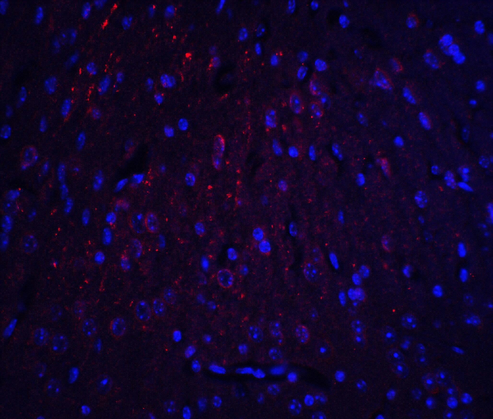 HOOK3 Antibody - BSA Free