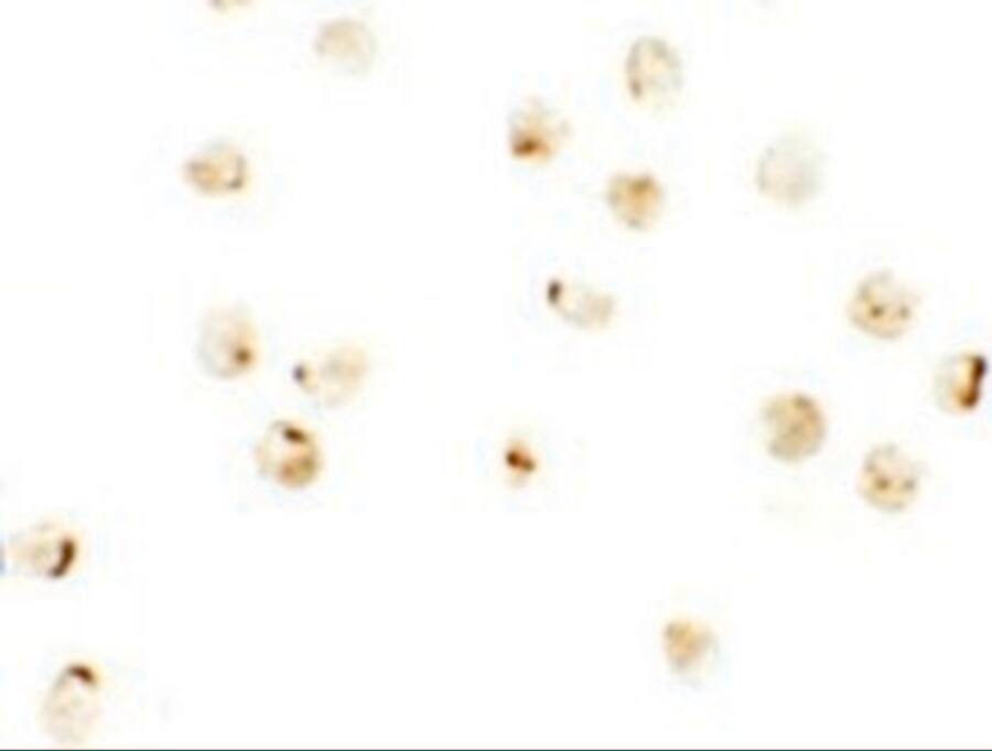 IRF2BP2 Antibody - BSA Free