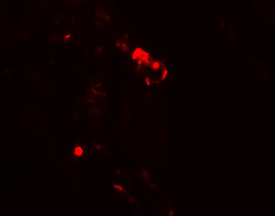 Rubicon Antibody - BSA Free