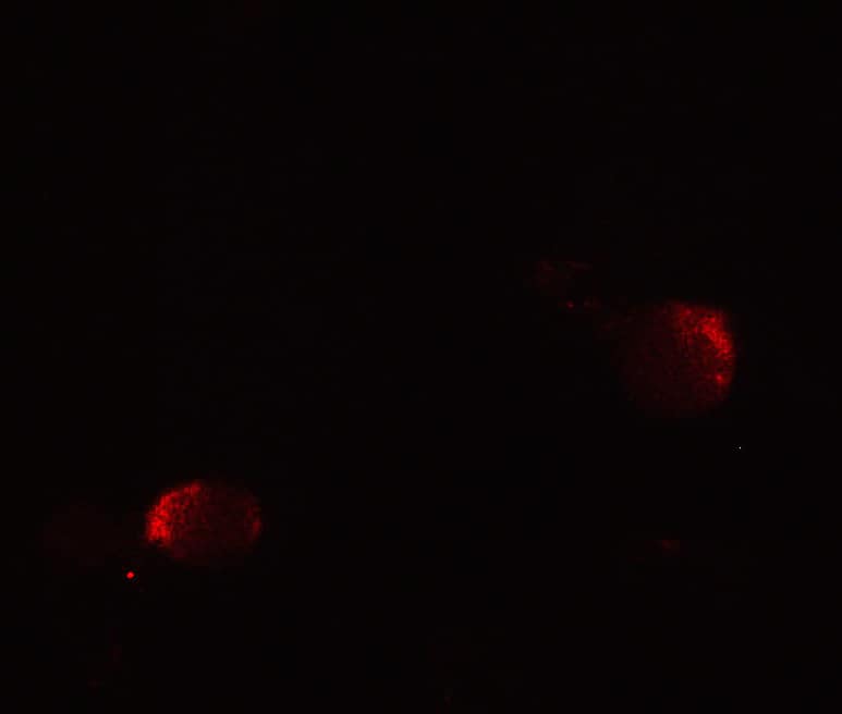 lin-54 Antibody - BSA Free