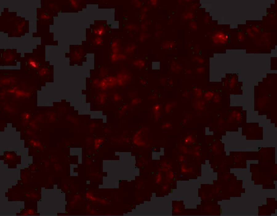 SCRN3 Antibody - BSA Free