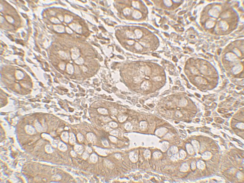 MIST1 Antibody - BSA Free