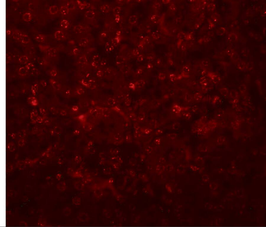 SLFN14 Antibody - BSA Free