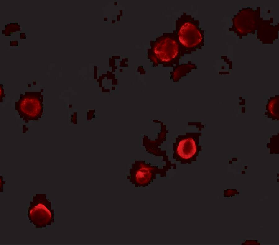 SPACA9 Antibody - BSA Free