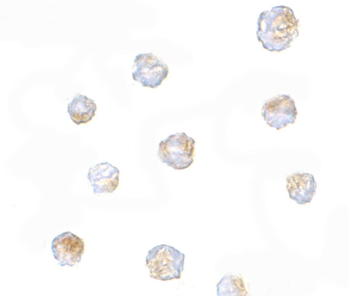 ORAI3 Antibody - BSA Free