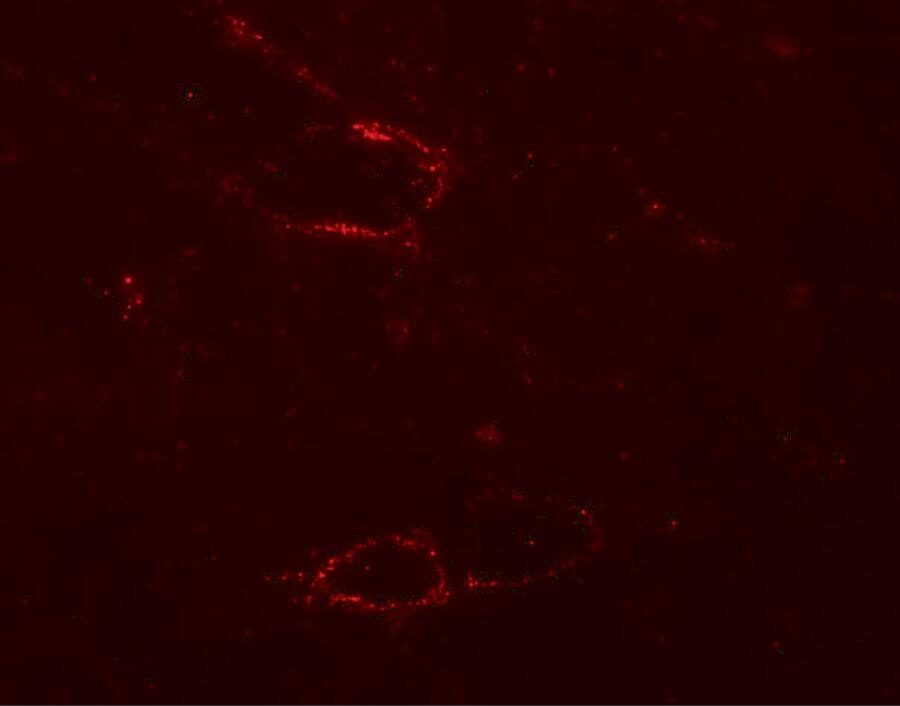 SYNPO2L Antibody - BSA Free