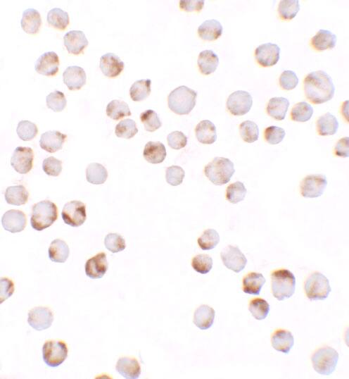 TIAF1 Antibody - BSA Free