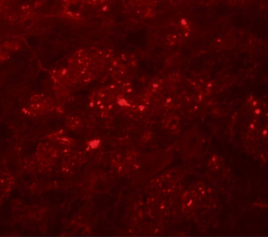 TMEM192 Antibody - BSA Free