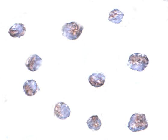 TMEM214 Antibody - BSA Free