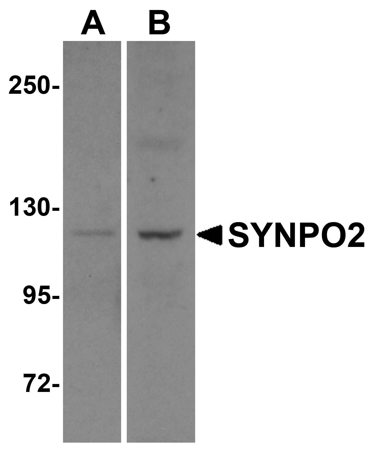 SYNPO2 Antibody - BSA Free