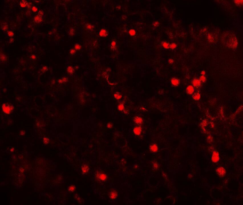 TOPAZ1 Antibody - BSA Free