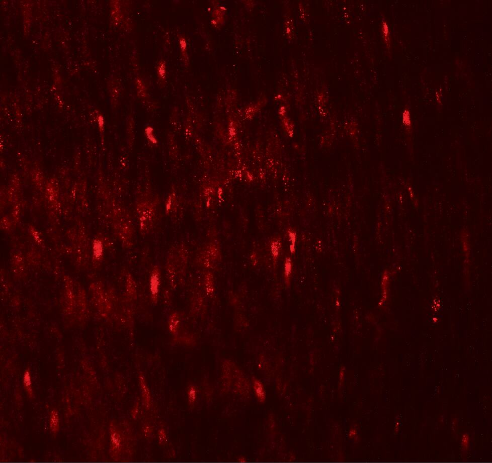 WIPI1 Antibody - BSA Free