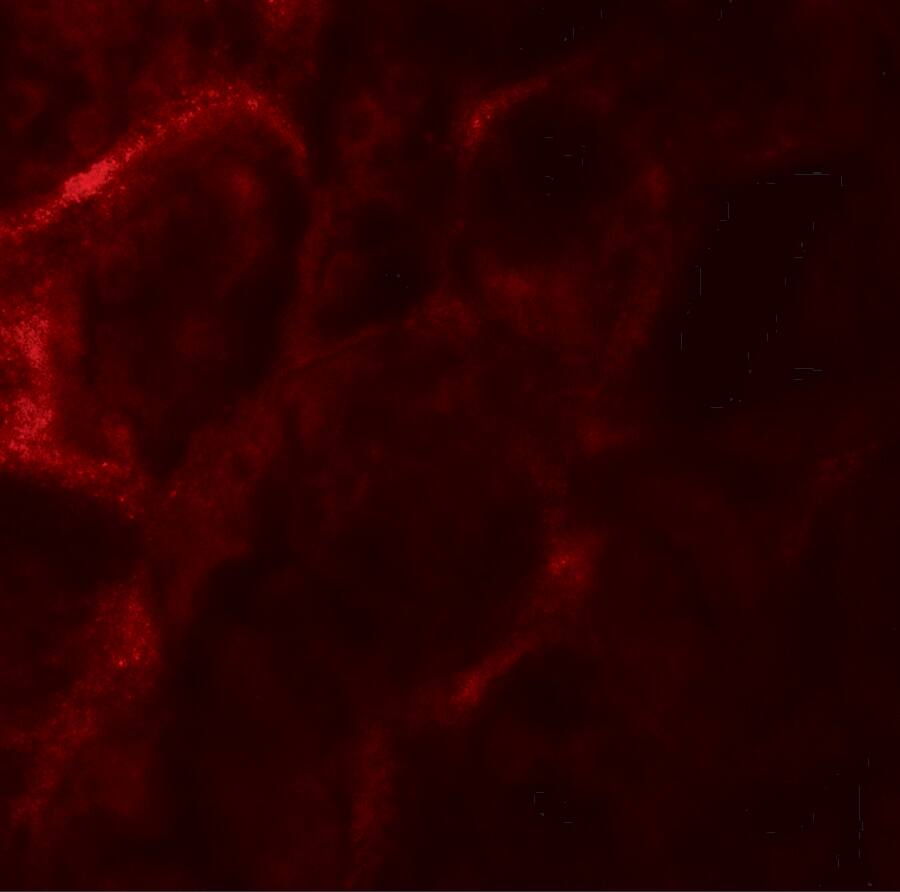 ZFYVE21 Antibody - BSA Free