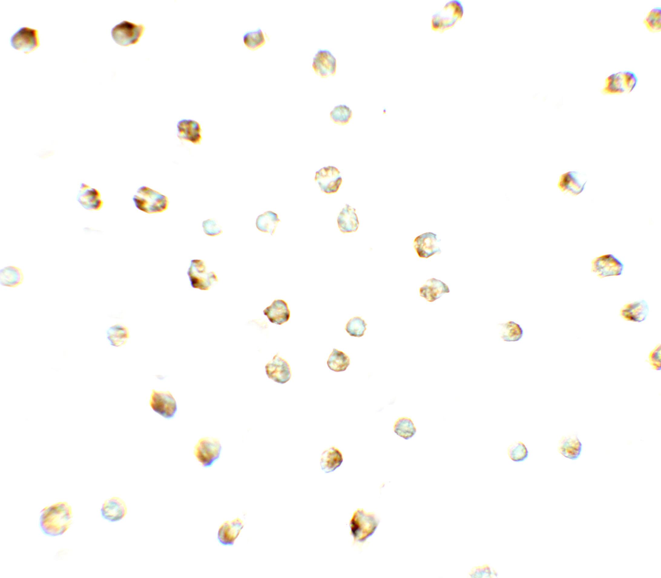 ZNF821 Antibody - BSA Free