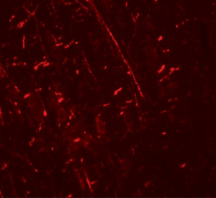 DDX41 Antibody - BSA Free