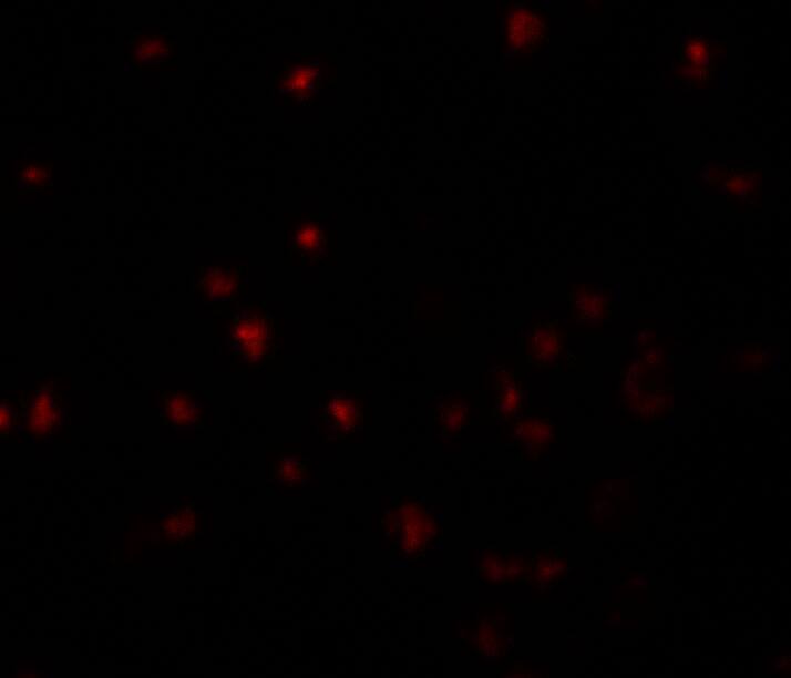 YPEL5 Antibody - BSA Free