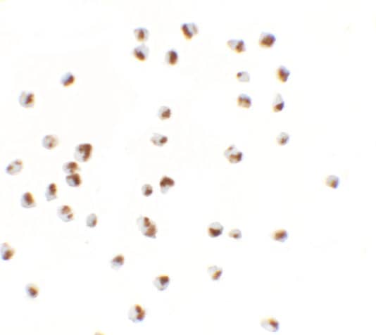 YPEL5 Antibody - BSA Free