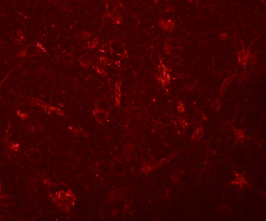 ZC3H12C Antibody - BSA Free