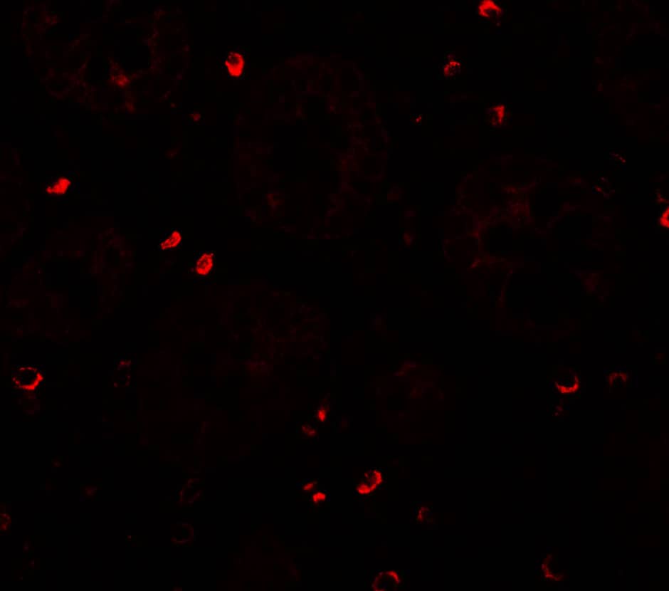 ZFX Antibody - BSA Free