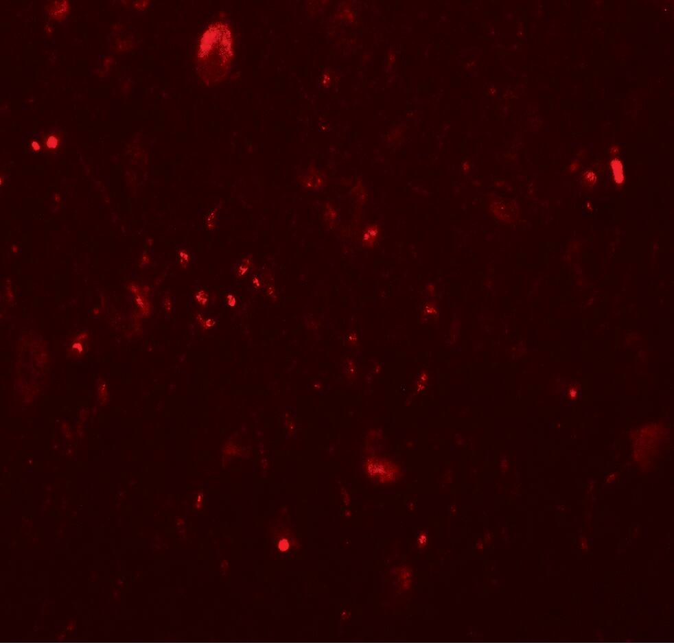 TET3 Antibody - BSA Free