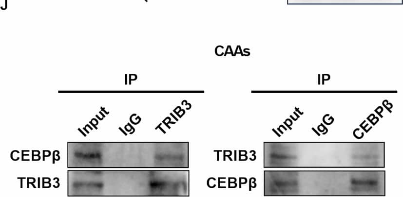 TRIB3 Antibody - BSA Free