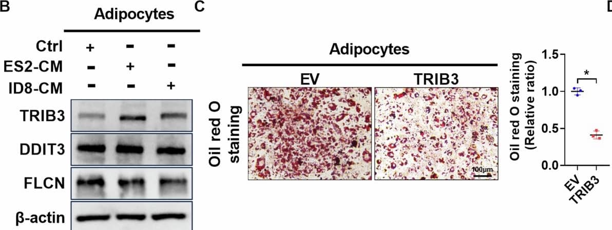 TRIB3 Antibody - BSA Free