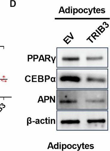 TRIB3 Antibody - BSA Free
