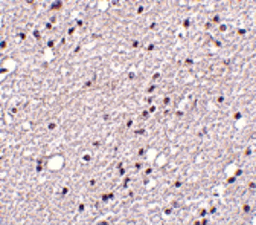 NK3R/TACR3/Neurokinin B Receptor Antibody - BSA Free