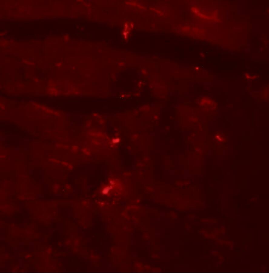 CCDC47 Antibody - BSA Free