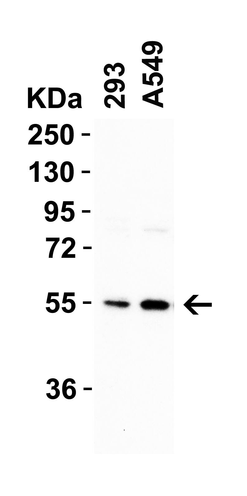 CRBN Antibody - BSA Free