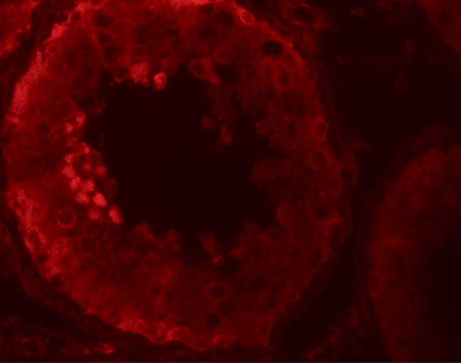 NLRP9 Antibody - BSA Free
