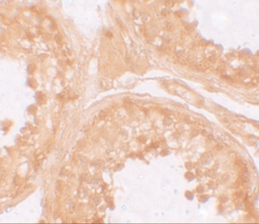 NLRP9 Antibody - BSA Free
