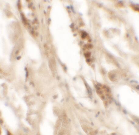 DBX2 Antibody - BSA Free