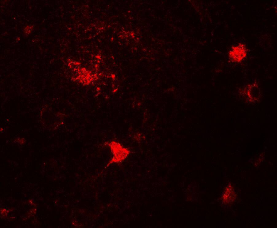 DPF3 Antibody - BSA Free