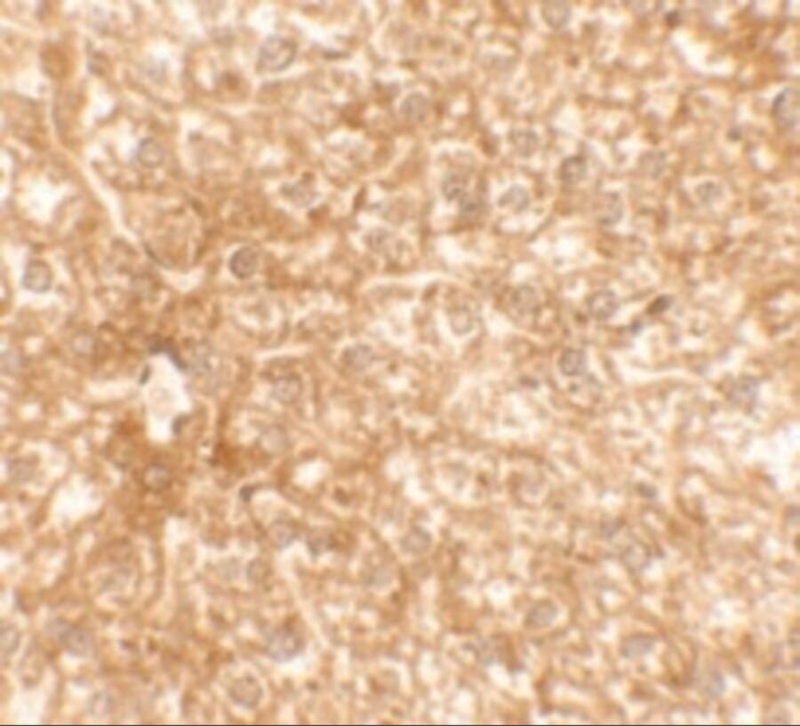 Epac2 Antibody - BSA Free