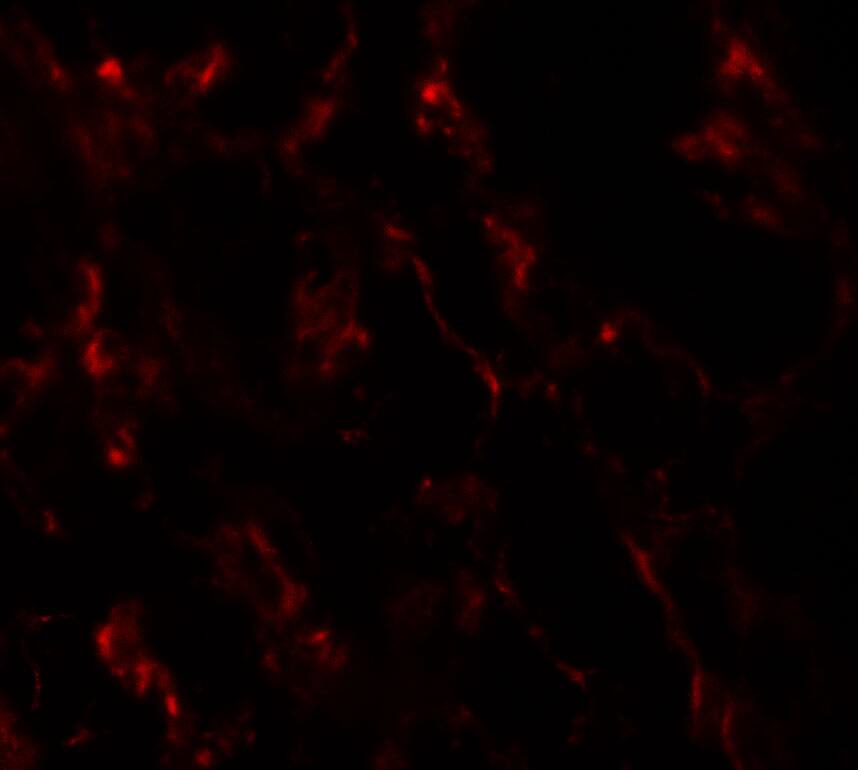 GHDC Antibody - BSA Free