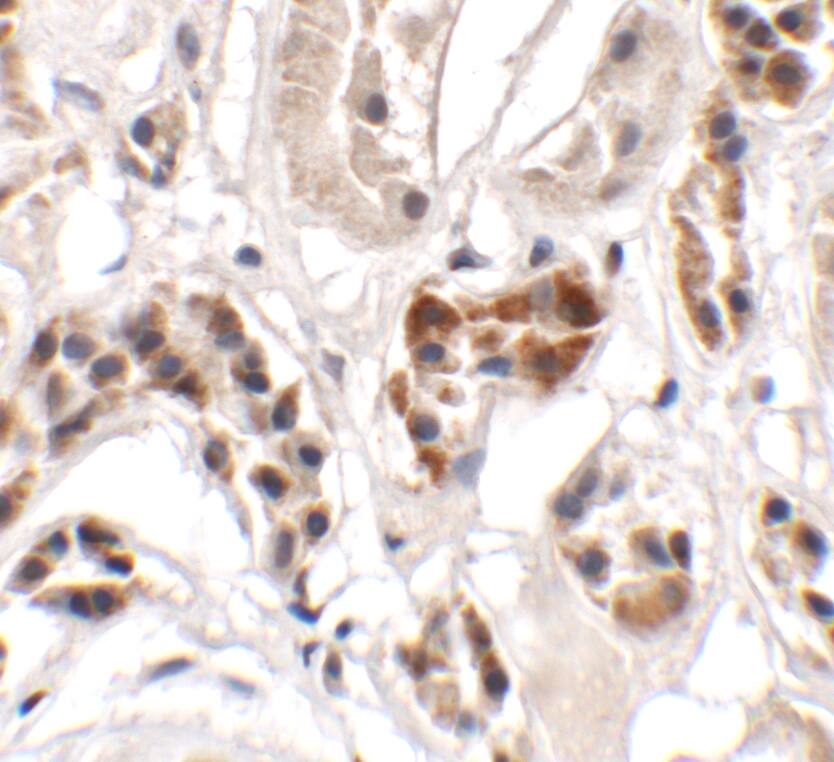 ICBP90 Binding Protein 1 Antibody - BSA Free