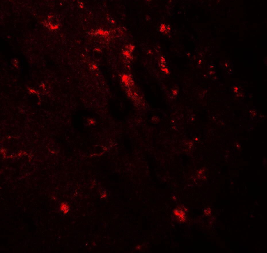 KIBRA Antibody - BSA Free