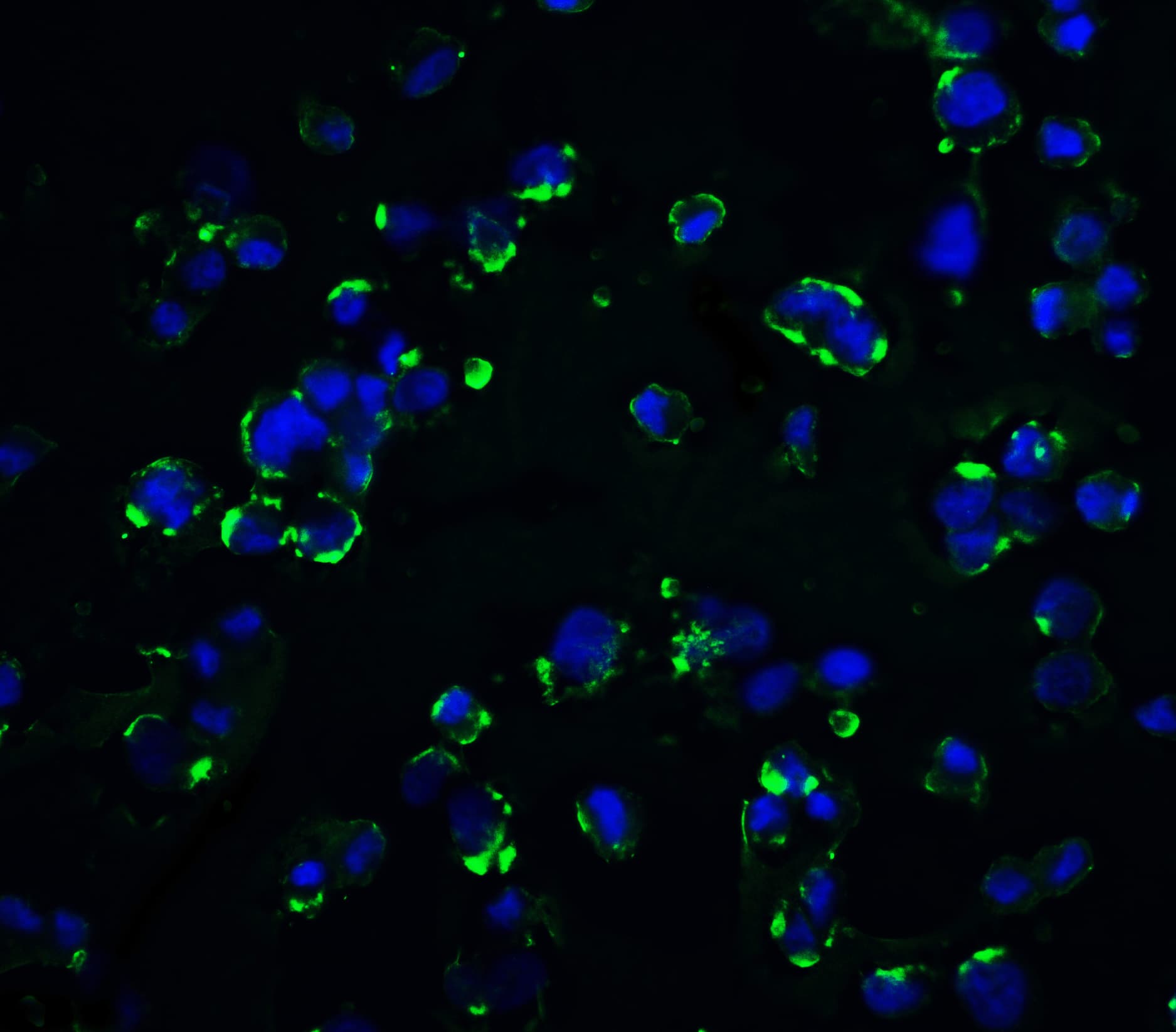 KIR2DS2 Antibody - BSA Free