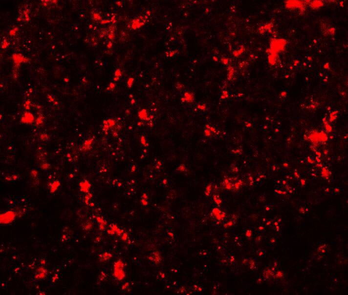 ME2 Antibody - BSA Free